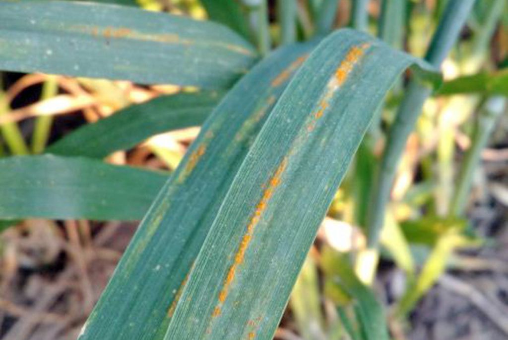 Trigo: detectan la roya amarilla en lotes de producción. – Sociedad ...