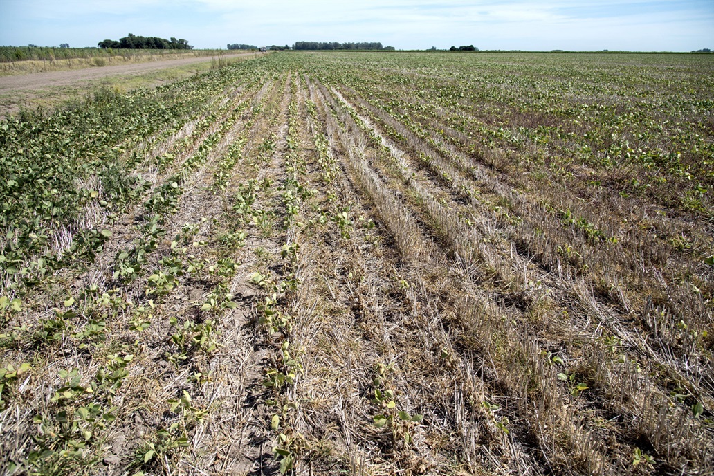 Se cumplieron los peores pronósticos de los productores la sequía no da tregua