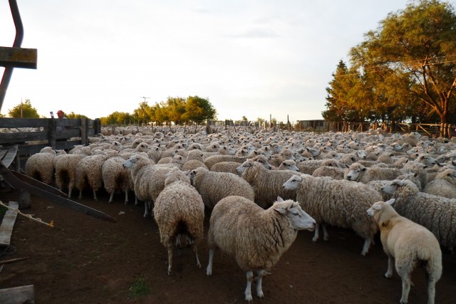 ley-ovina-arizona-640×427