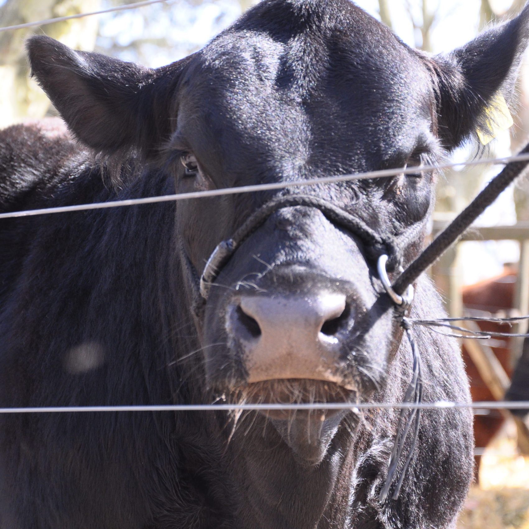 Expo Rural Pergamino Con la fecha confirmada, avanzan los preparativos para que Pergamino viva su fiesta