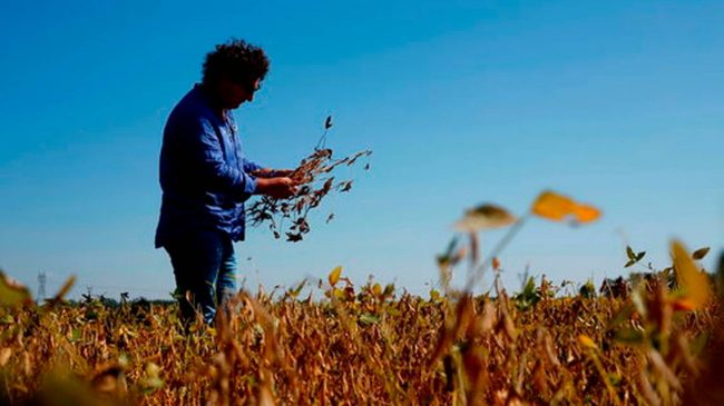 Sequía golpea campo argentino y baja expectativa crecimiento