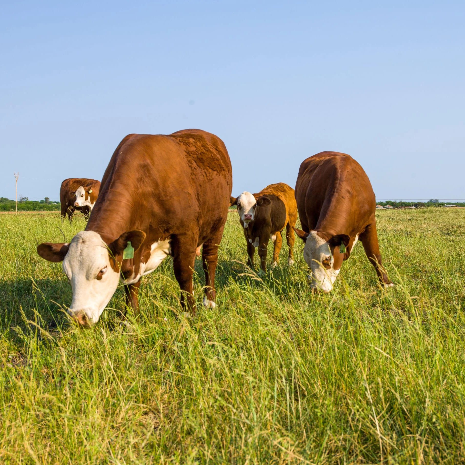 Jornadas Ganaderas II