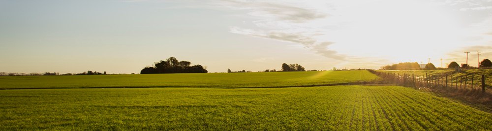 Campo argentino