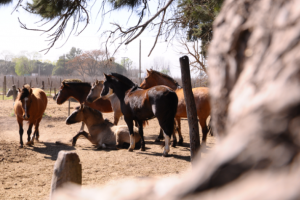 Seccion Equina - copia