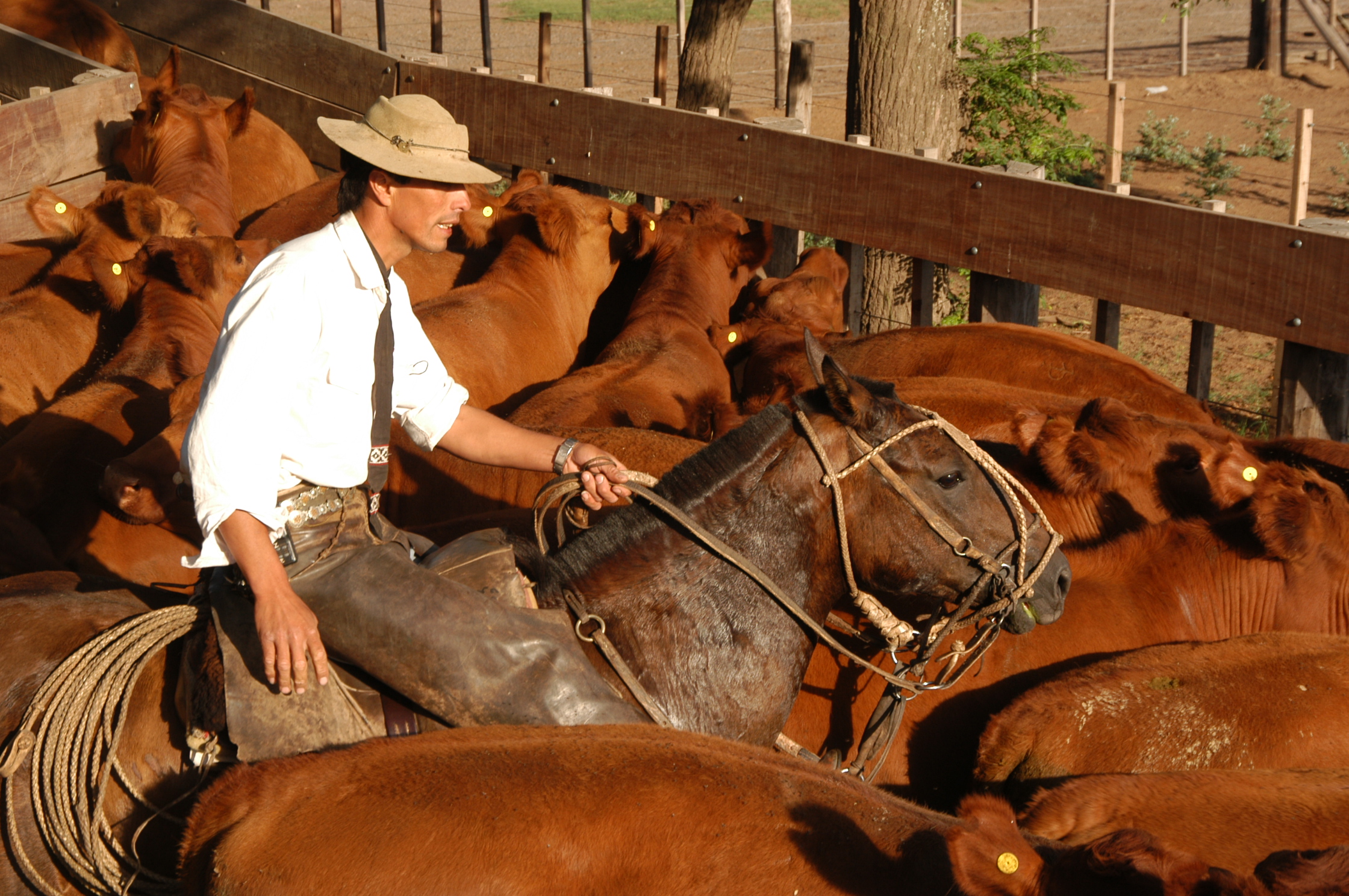 Hoy se celebra el Día del Ruralista argentino – Sociedad Rural Pergamino