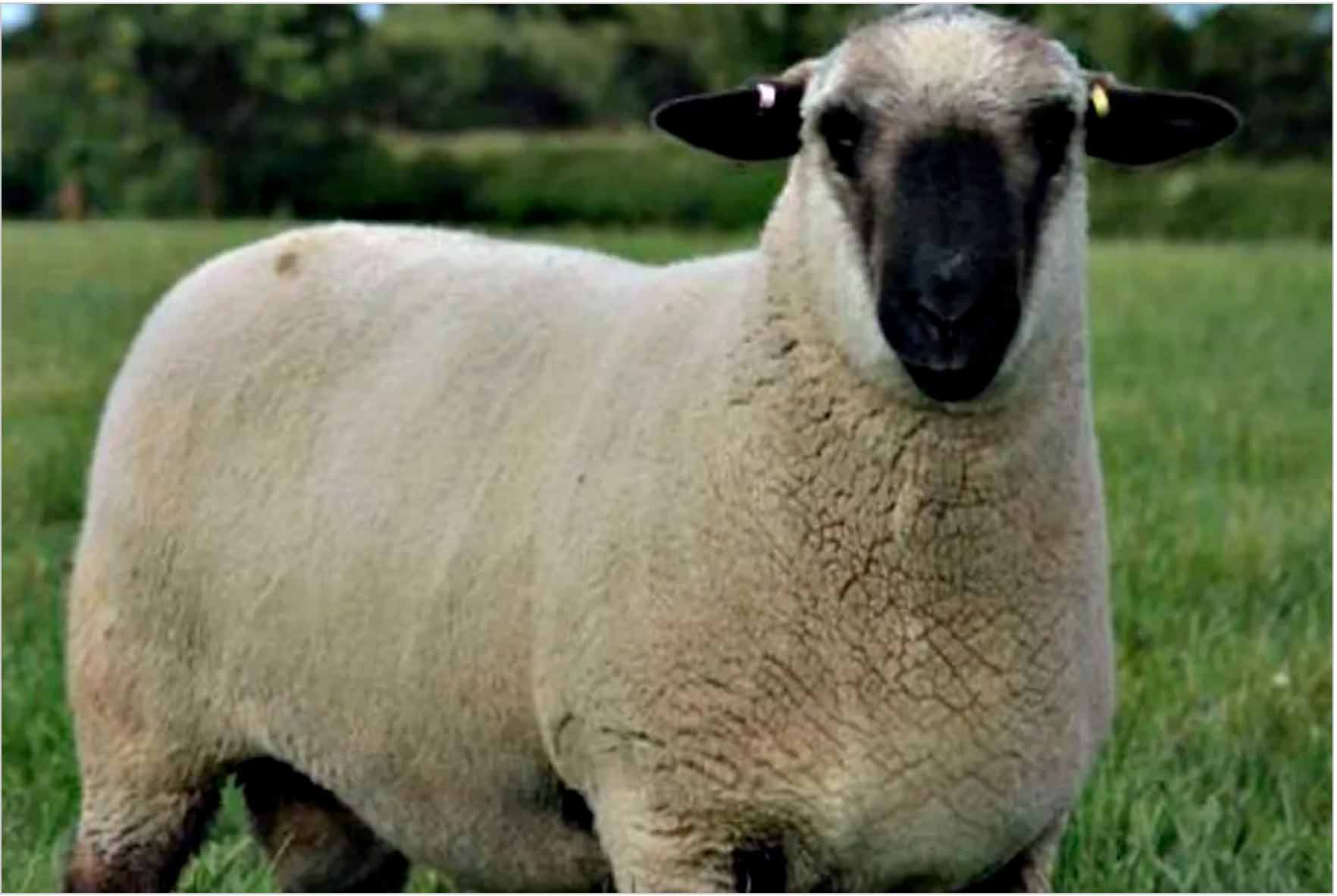 La Nación El protocolo sanitario contempla las medidas sanitarias necesarias para evitar el ingreso de una enfermedad exótica en el país como es el scrapie