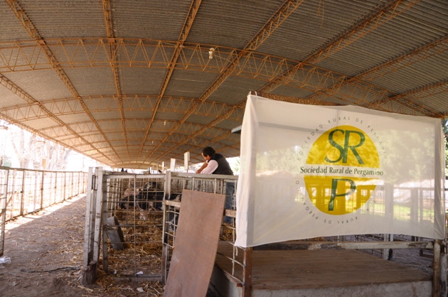 Galpon-de-ganaderia-Sociedad-Rural-de-Pergamino-1