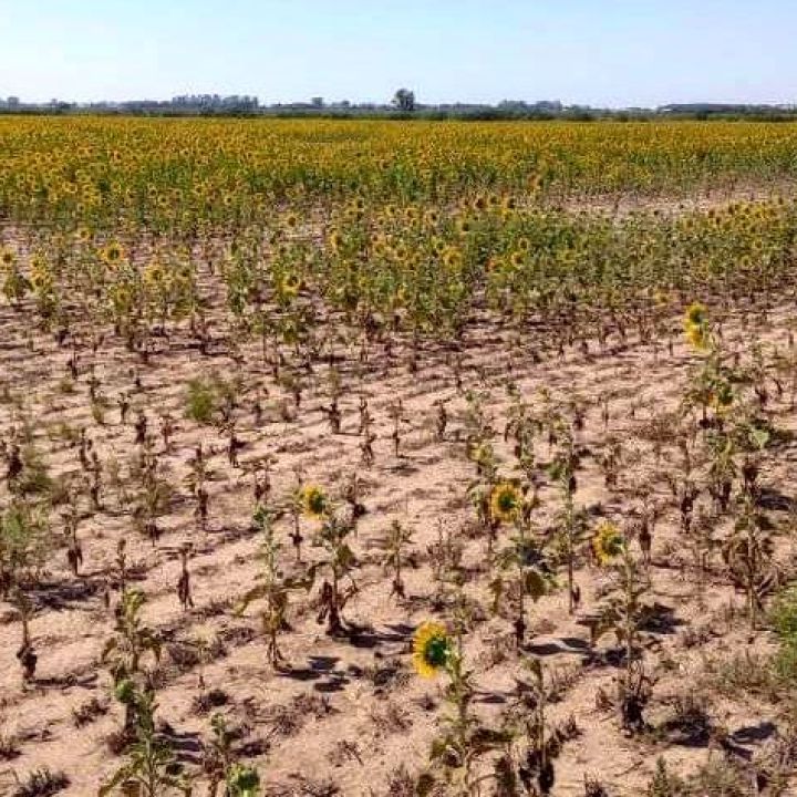 Extremo impacto económico en la ciudad por consecuencias de la sequía